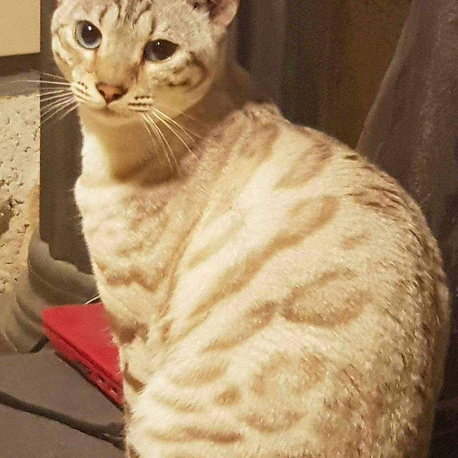 Pearl participe au concours pour gagner de l'argent avec cette photo : abyssinian, angora, animal, cat, egyptiancat, kitten, manx, pet, siamese