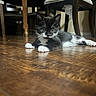 Pomni is registered to the contest to win money with this photo: animal, black_and_white, cat, chair_legs, curious, cute, domestic_cat, floor, furniture, household, indoor, kitten, lying_down, paws, pet, small, tuxedo_cat, whiskers, wooden_floor, young