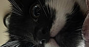 Pomni joined the competition — help win amazing prizes! animal, black_and_white, cat, close_up, closeup, curious, cute, domestic_animal, eyes, face, feline, fur, indoor, looking, muzzle, nose, pet, portrait, soft, whiskers