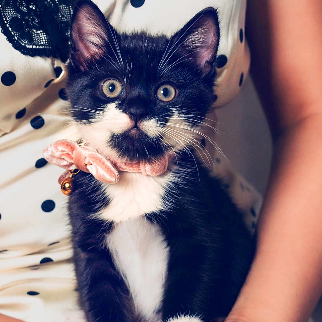 Pomni joined the competition — help win amazing prizes! animal, black_and_white, bow_collar, cat, cute, dress, fingernails, fur, hand, indoor, kitten, lace, nail_art, person, pet, polka_dot, portrait, sitting, whiskers, young