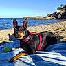 Lou participe au concours pour gagner de l'argent avec cette photo : dog, beach, coastline, ocean, seaside, rocky_shore, blue_sky, sunny, outdoor, pink_harness, tennis_ball, blanket, lying_down, pointed_ears, black_and_tan, pet, animal, shoreline, water, summer