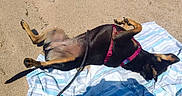 Lou participe au concours pour gagner de l'argent avec cette photo : dog, beach, sand, towel, sunbathing, belly_up, sprawled, black_and_tan, pet, leash, harness, outdoors, summer, vacation, relaxed, playful, paws, lying_down, shadow, daylight