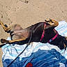 dog, beach, sand, towel, sunbathing, belly_up, sprawled, black_and_tan, pet, leash, harness, outdoors, summer, vacation, relaxed, playful, paws, lying_down, shadow, daylight
