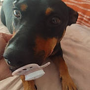 Lou a rejoint le concours — aidez-le/la à gagner de superbes lots ! dog, black_and_tan, doberman, pet, animal, portrait, close_up, indoors, bed, blanket, striped_blanket, cozy, curious, alert, brown_markings, black_fur, paws, snout, gadget, photography