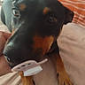 dog, black_and_tan, doberman, pet, animal, portrait, close_up, indoors, bed, blanket, striped_blanket, cozy, curious, alert, brown_markings, black_fur, paws, snout, gadget, photography