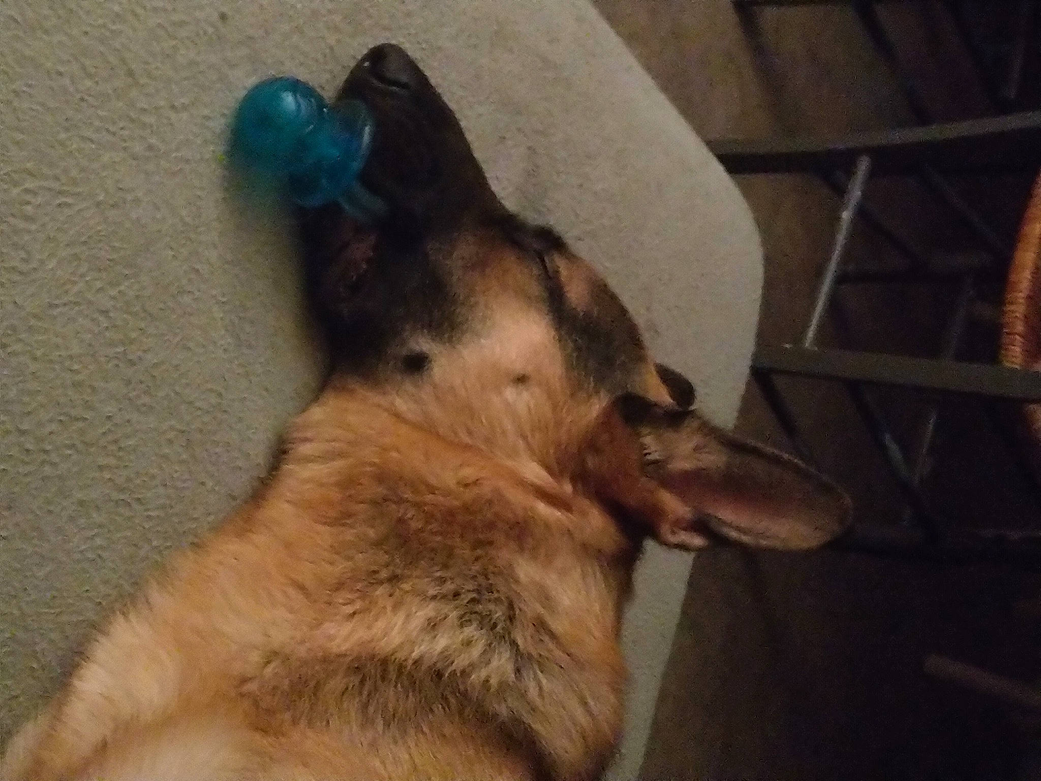 Patton a rejoint le concours — aidez-le/la à gagner de superbes lots ! belgian_shepherd, belgian_shepherd_malinois, canidae, carnivore, dog, dog_breed, fawn, german_shepherd_dog, mammal, old_german_shepherd_dog, snout, tervuren, vertebrate, working_dog