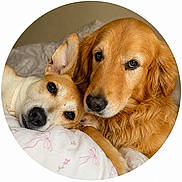 Lux is registered to the contest to win money with this photo: dog, golden_retriever, mixed_breed, pet, snuggling, bed, cozy, fur, ears, closeup, indoor, resting, cute, animal, companion, portrait, warm, friendship, relaxation, domestic