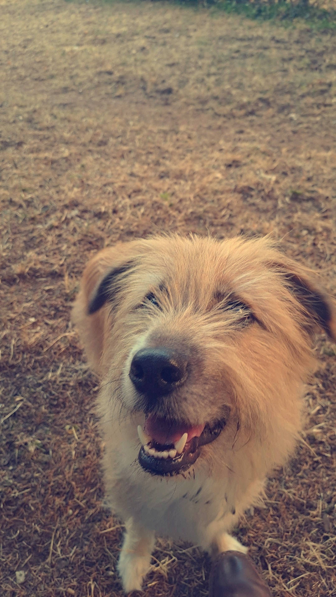 Luna a rejoint le concours — aidez-le/la à gagner de superbes lots ! ancient_dog_breeds, canidae, carnivore, cloud, companion_dog, dog, dog_breed, fur, landscape, meteorological_phenomenon, sapsali, small_terrier, snout, soil, sporting_group, terrestrial_animal, terrier, working_animal