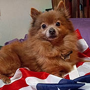 Tank joined the competition — help win amazing prizes! american_flag, animal, bed, brown, canine, companion, cute, dog, domestic, ears, flag, fluffy, fur, indoor, looking, pet, pillow, portrait, resting, wooden_furniture
