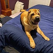 Sofie joined the competition — help win amazing prizes! dog, shar_pei, pet, animal, bed, bedroom, blue_bedding, wrinkled_face, folded_ears, open_mouth, happy, relaxed, lying_down, indoor, home, furniture, window, blinds, purple_wall, portrait