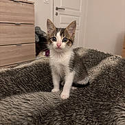 Arlow a rejoint le concours — aidez-le/la à gagner de superbes lots ! kitten, cat, animal, pet, feline, young, curious, fluffy_blanket, indoor, home, fur, whiskers, ears, wide_eyes, sitting, door, furniture, drawer, cozy, soft