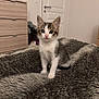 kitten, cat, animal, pet, feline, young, curious, fluffy_blanket, indoor, home, fur, whiskers, ears, wide_eyes, sitting, door, furniture, drawer, cozy, soft