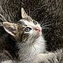 Arlow participe au concours pour gagner de l'argent avec cette photo : kitten, cat, blue_eyes, fur, whiskers, close_up, cozy, blanket, texture, cute, pet, animal, young, soft, indoor, portrait, feline, curious, small, resting