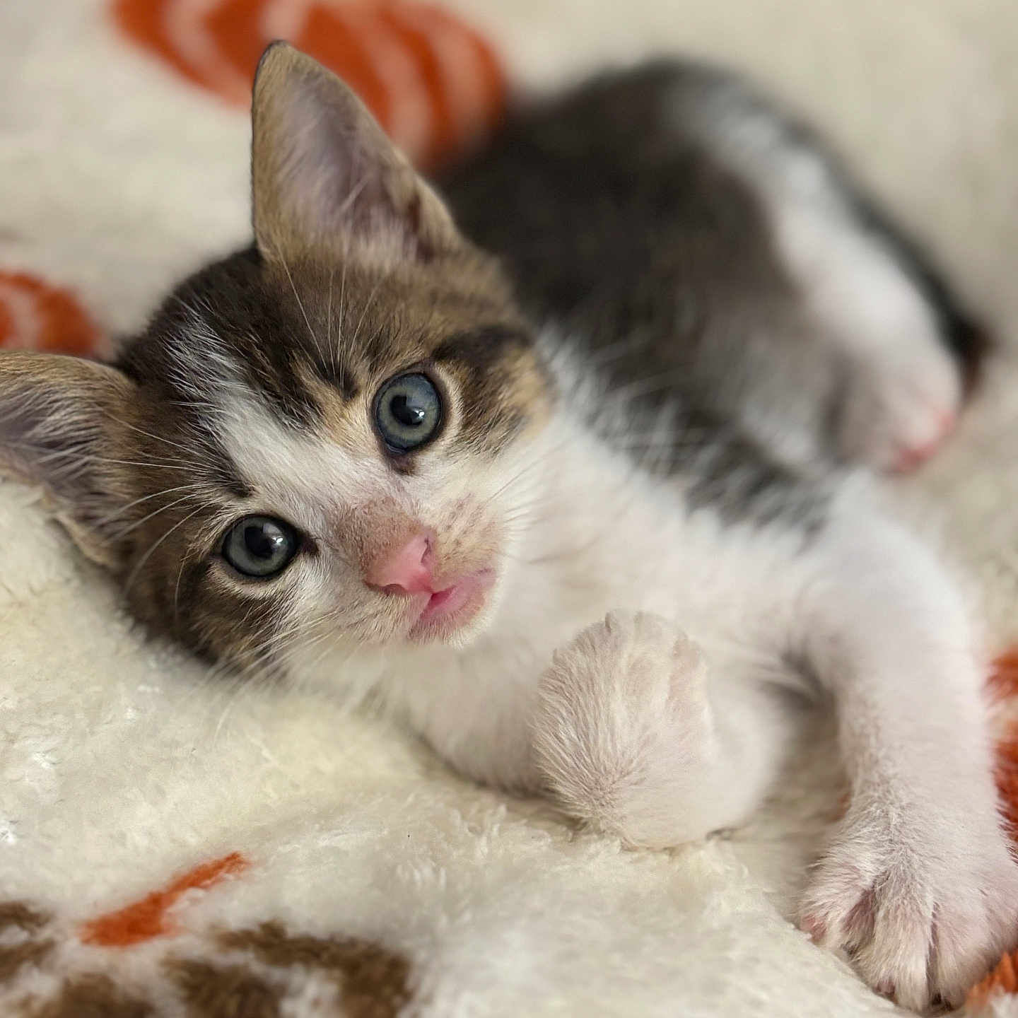 Arlow a rejoint le concours — aidez-le/la à gagner de superbes lots ! animal, blanket, brown, cat, close_up, cozy, cute, eyes, fur, gray, indoor, kitten, lying_down, orange, pattern, paw, pet, pink_nose, soft, white
