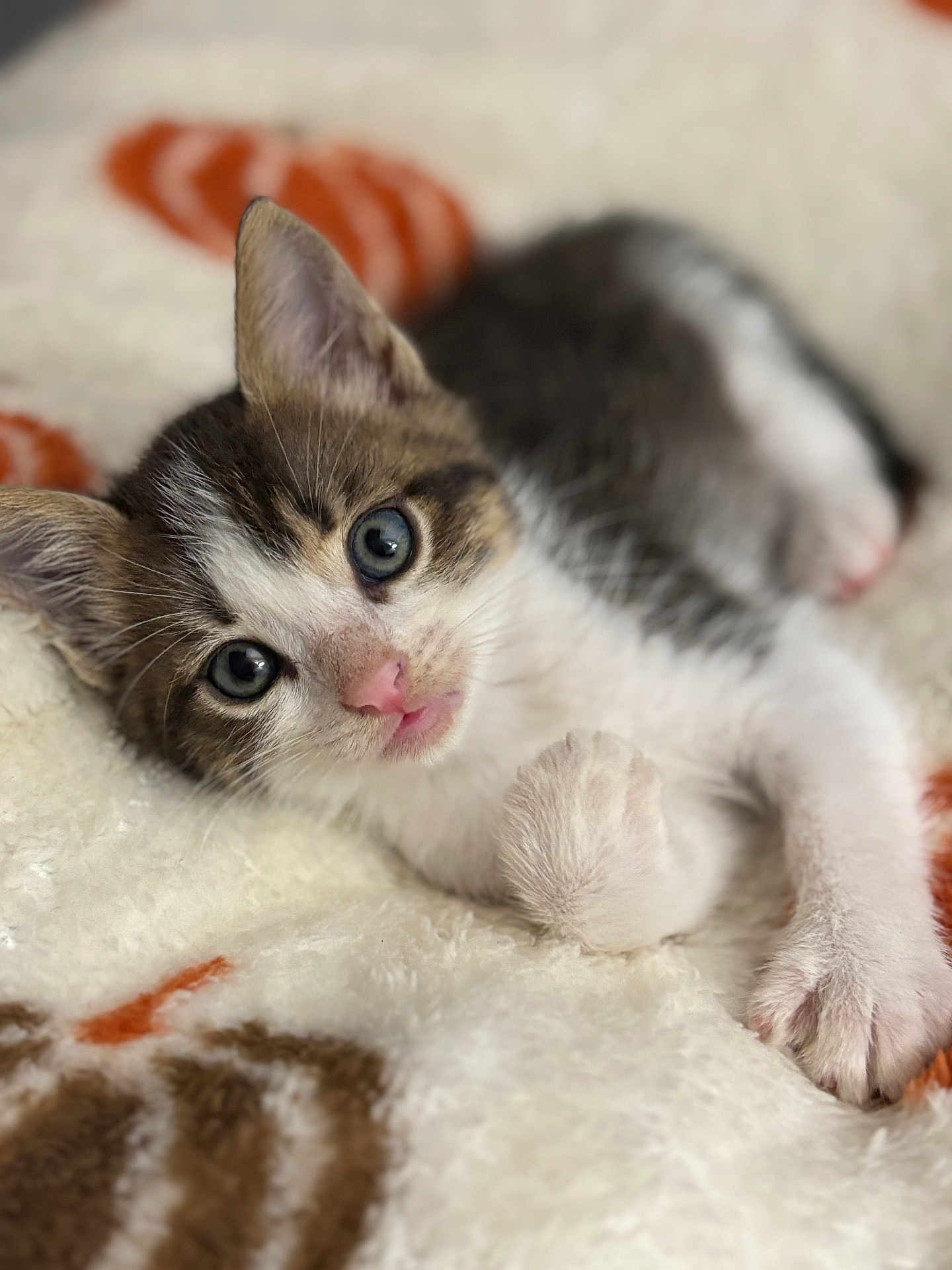 Arlow a rejoint le concours — aidez-le/la à gagner de superbes lots ! kitten, cat, close_up, cute, fur, pink_nose, eyes, paw, blanket, soft, white, gray, brown, orange, pattern, lying_down, pet, animal, indoor, cozy