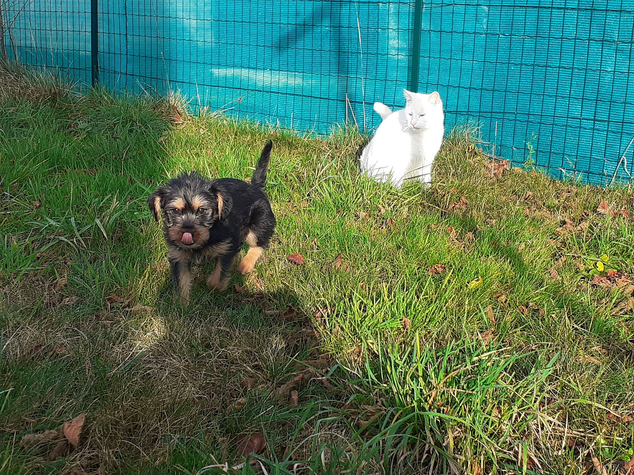 Rosa participe au concours pour gagner de l'argent avec cette photo : blue, canidae, carnivore, companion_dog, dog, dog_breed, fence, garden, grass, groundcover, guard_dog, lawn, plant, sporting_group, tail, terrier, toy_dog, vertebrate, working_animal, working_dog