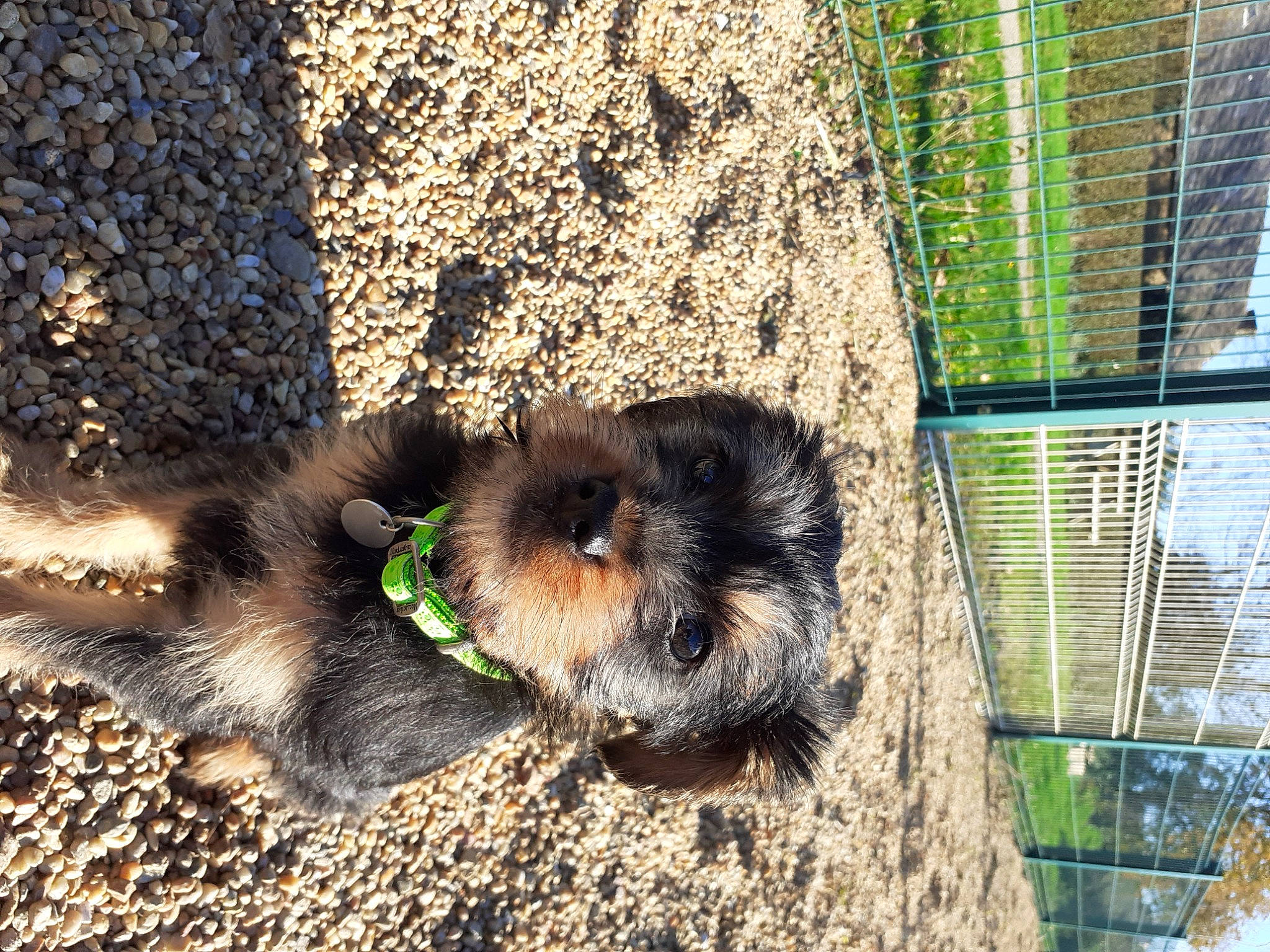 Rosa participe au concours pour gagner de l'argent avec cette photo : canidae, carnivore, companion_dog, dog, dog_breed, fawn, fur, grass, guinea_pig, mesh, paw, rodent, snout, soil, sporting_group, squirrel, tail, terrestrial_animal, terrier, vertebrate