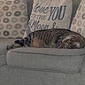 Lord Slug joined the competition — help win amazing prizes! cat, tabby_cat, sleeping, couch, sofa, cushion, pillow, pattern, indoor, cozy, pet, feline, resting, animal, home, furniture, relaxation, domestic, comfort, text_on_pillow