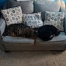 Lord Slug is registered to the contest to win money with this photo: cat, sleeping, couch, pillow, decor, indoor, pet, gray, striped_cat, black_cat, feline, cozy, carpet, love_pillow, living_room, resting, animal, two_cats, blue_wall, furniture