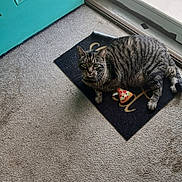 Lord Slug joined the competition — help win amazing prizes! cat, tabby_cat, toy, pizza_slice_toy, welcome_mat, door, turquoise_door, carpet, indoor, pet, animal, feline, relaxed, looking_up, floor, home, domestic, striped_cat, cute, resting