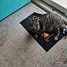 cat, tabby_cat, toy, pizza_slice_toy, welcome_mat, door, turquoise_door, carpet, indoor, pet, animal, feline, relaxed, looking_up, floor, home, domestic, striped_cat, cute, resting