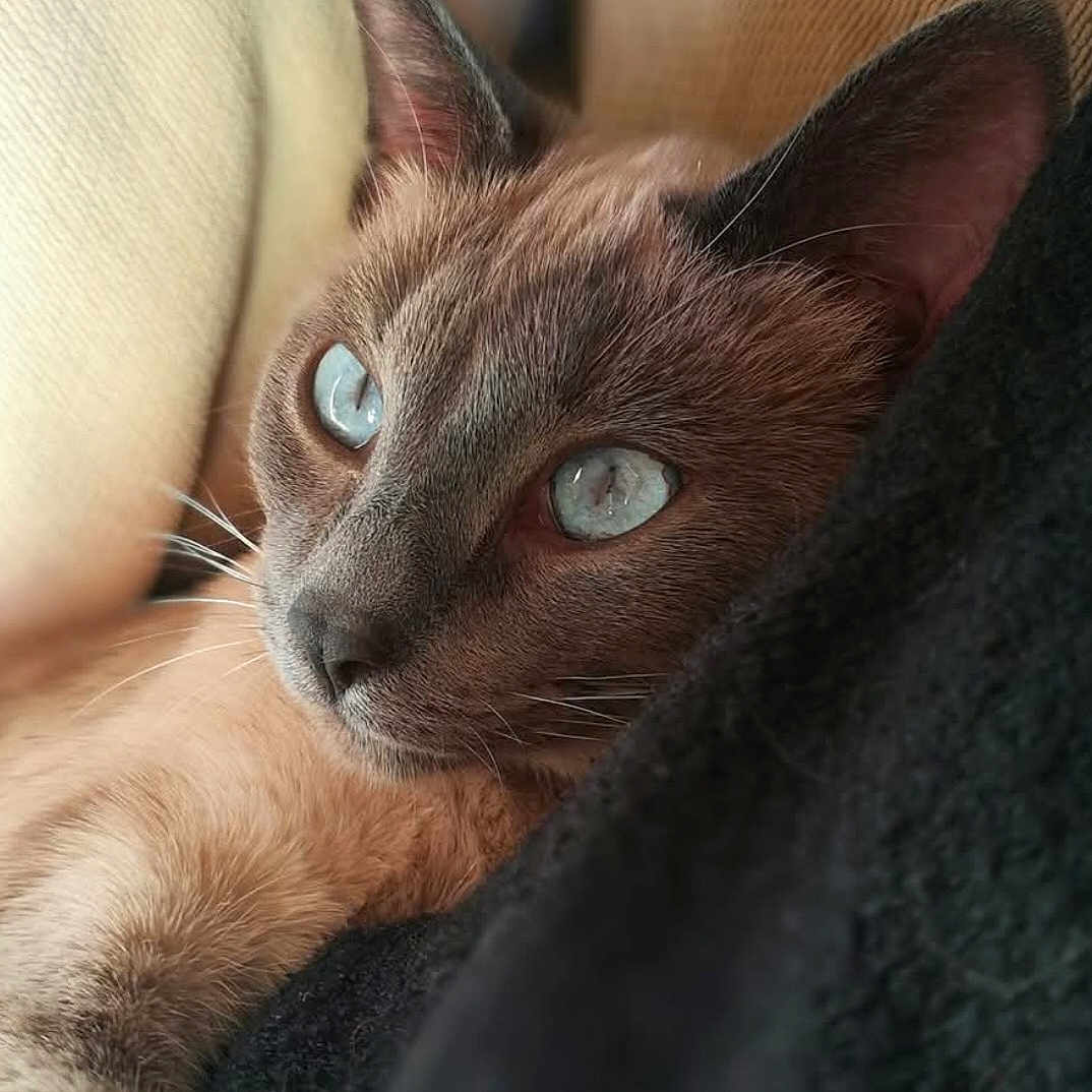 Cléopatre participe au concours pour gagner de l'argent avec cette photo : abyssinian, animal, blanket, cat, kitten, pet, siamese