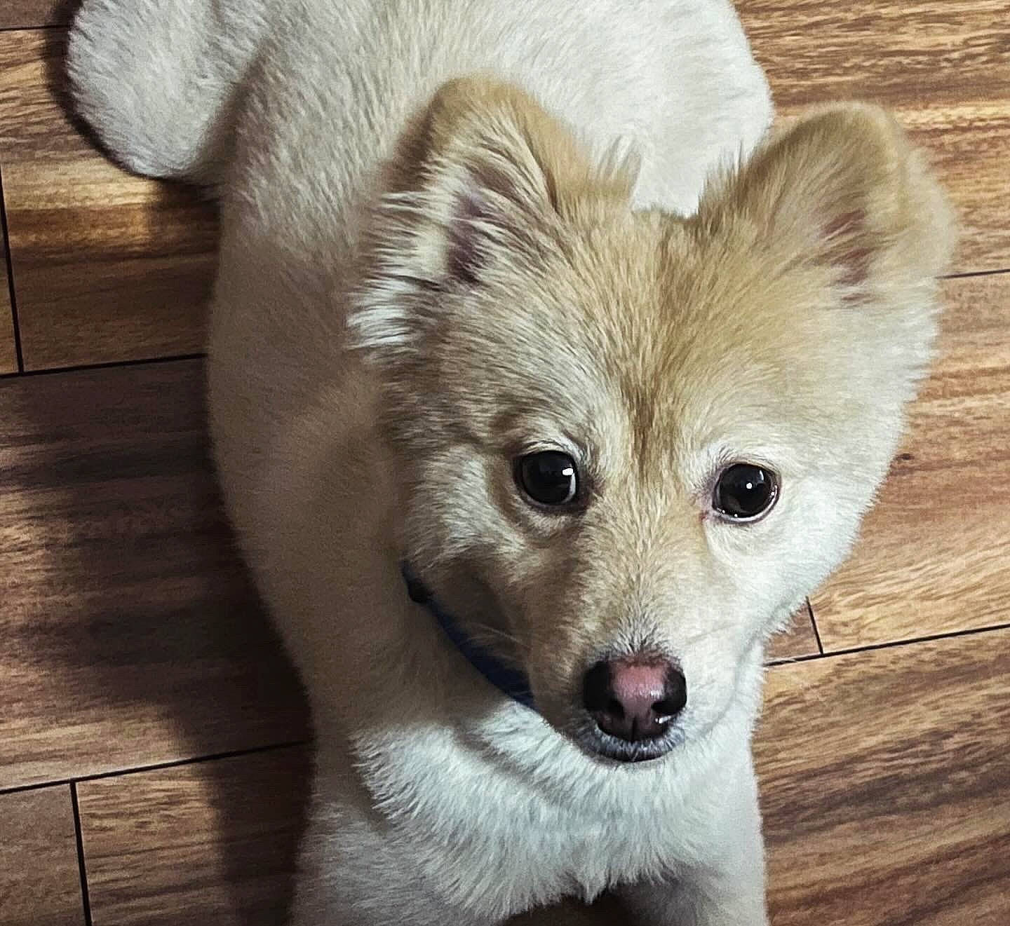 Teddy joined the competition — help win amazing prizes! canidae, canis, carnivore, companion_dog, dog, dog_breed, eye, eyelash, fawn, fur, jaw, non_sporting_group, puppy, snout, sporting_group, terrestrial_animal, whiskers, wildlife, wood, working_animal