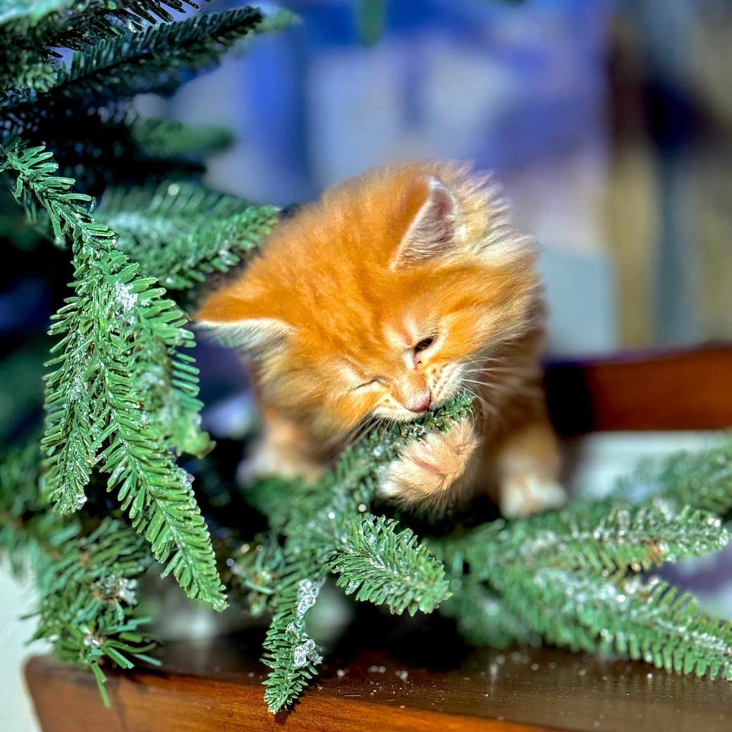 élie participe au concours pour gagner de l'argent avec cette photo : kitten, cat, orange_fur, pine_branch, greenery, indoor, wooden_surface, cute, playful, pet, animal, feline, close_up, adorable, soft_focus, young_cat, nature, tree_branch, fluffy, chewing