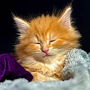 élie participe au concours pour gagner de l'argent avec cette photo : kitten, cat, sleeping, fluffy, orange_fur, pet, animal, cozy, blanket, soft, closeup, cute, young, feline, domestic_cat, resting, indoor, adorable, peaceful, warm