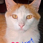 Newt is registered to the contest to win money with this photo: cat, orange_cat, white_cat, pet, animal, feline, closeup, portrait, face, eyes, golden_eyes, ears, whiskers, nose, fur, long_whiskers, indoor, text_overlay, heart, newt