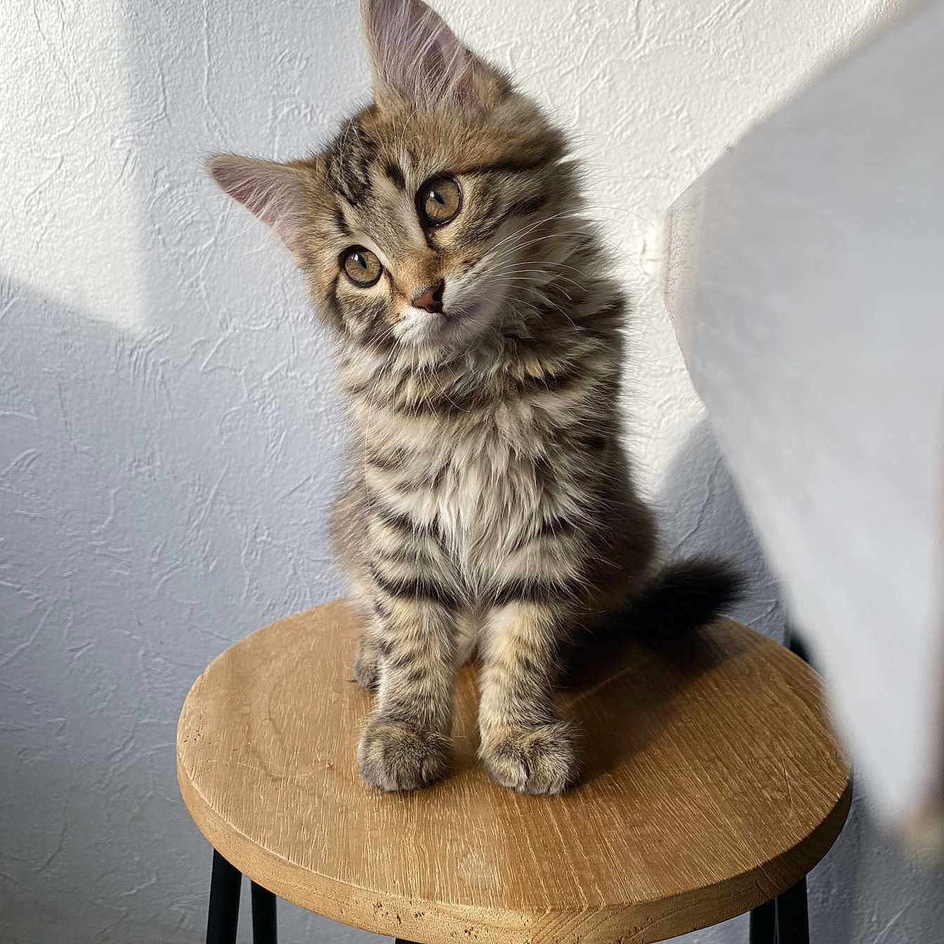 Vanille participe au concours pour gagner de l'argent avec cette photo : abyssinian, angora, animal, barstool, cat, furniture, hardwood, kitten, manx, pet, plywood, stainedwood, table, wood