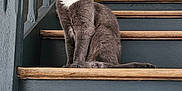 Loky a rejoint le concours — aidez-le/la à gagner de superbes lots ! cat, gray_cat, stairs, wood, indoor, pet, animal, green_eyes, white_patch, sitting, feline, quiet, calm, minimalist, wooden_stairs, house, domestic_cat, looking_away, floor, railing
