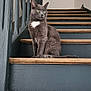 cat, gray_cat, stairs, wood, indoor, pet, animal, green_eyes, white_patch, sitting, feline, quiet, calm, minimalist, wooden_stairs, house, domestic_cat, looking_away, floor, railing