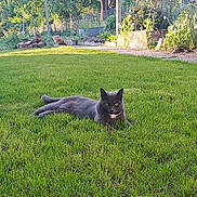 Loky participe au concours pour gagner de l'argent avec cette photo : cat, gray_cat, grass, lawn, garden, sunlight, outdoor, relaxing, animal, nature, greenery, plants, chickens, backyard, peaceful, summer, daylight, wildlife, resting, pet