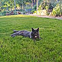 cat, gray_cat, grass, lawn, garden, sunlight, outdoor, relaxing, animal, nature, greenery, plants, chickens, backyard, peaceful, summer, daylight, wildlife, resting, pet