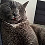 cat, gray_cat, sleeping, tongue_out, close_up, feline, pet, whiskers, fur, relaxed, cute, indoor, animal, mammal, face, nose, ears, peaceful, resting, domestic_cat