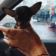 Bibi participe au concours pour gagner de l'argent avec cette photo : puppy, chihuahua, dog, hand, bracelet, car_interior, rain, window, raindrops, knit_sweater, small_dog, pet, animal, cute, ears, person_hand, closeup, indoors, vehicle, waiting