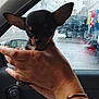 puppy, chihuahua, dog, hand, bracelet, car_interior, rain, window, raindrops, knit_sweater, small_dog, pet, animal, cute, ears, person_hand, closeup, indoors, vehicle, waiting