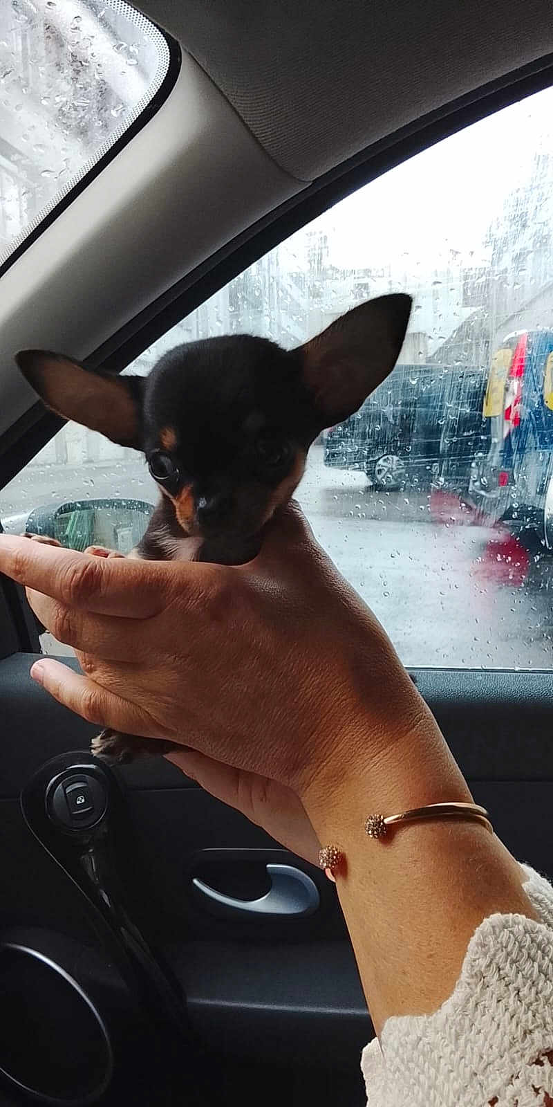 Bibi