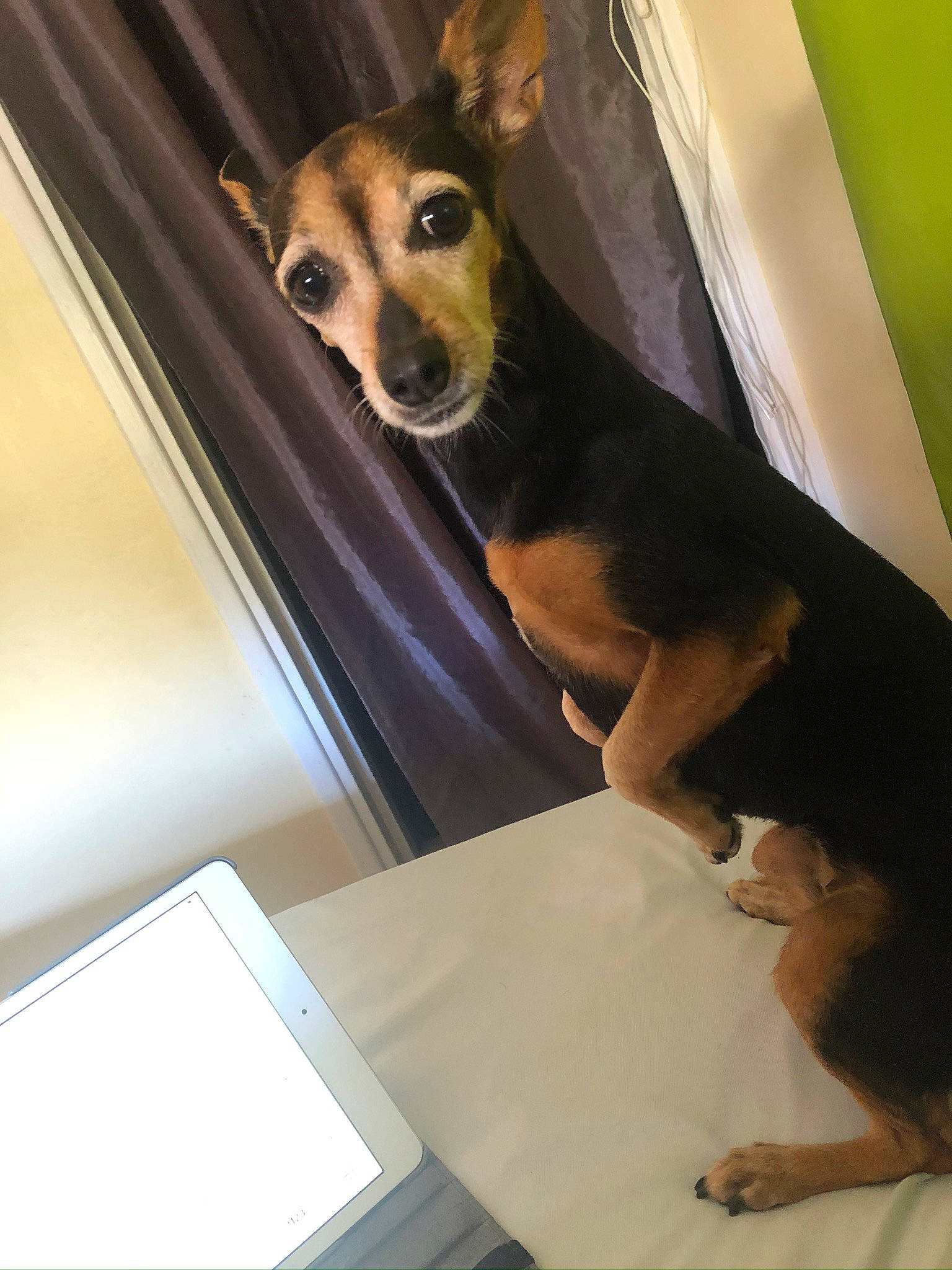 Fifille a rejoint le concours — aidez-le/la à gagner de superbes lots ! canidae, carnivore, chihuahua, comfort, companion_dog, corgi_chihuahua, dog, dog_breed, dog_supply, elbow, fawn, fur, human_leg, pet_supply, pinscher, snout, sporting_group, toy_dog, whiskers, working_dog