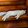 Maximus is registered to the contest to win money with this photo: animal, cat, cozy, cute, domestic_cat, fluffy, fur, home, indoor, mammal, napping, peaceful, pet, quiet, relaxed, resting, sleeping, stairs, white_cat, wooden_stairs
