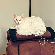 Maximus is registered to the contest to win money with this photo: animal, brown, cable, cat, chair, domestic_animal, ears, feline, fur, headrest, indoor, living_room, looking_at_camera, pet, recliner, relaxing, resting, tail, whiskers, white_cat