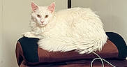 Maximus is registered to the contest to win money with this photo: animal, brown, cable, cat, chair, domestic_animal, ears, feline, fur, headrest, indoor, living_room, looking_at_camera, pet, recliner, relaxing, resting, tail, whiskers, white_cat