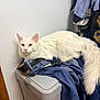 belt, casual, cat, clothing, denim, ears, feline, fluffy_fur, fur_texture, household, indoor, jeans, laundry, long_tail, pet, plastic_bin, relaxed, resting, white_cat, yellow_eyes