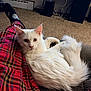 carpet, cat, couch, cozy, electronics, feline, fluffy_fur, fur, home, indoor, living_room, looking_at_camera, person, pet, pet_owner, plaid_pants, relaxing, resting, socks, white_cat