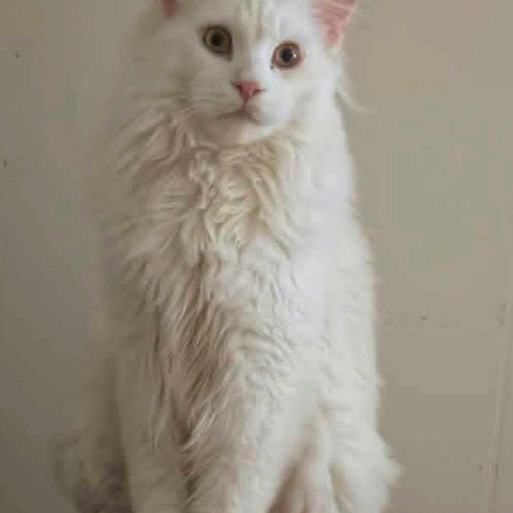 Maximus
