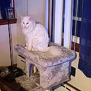 Maximus joined the competition — help win amazing prizes! animal, calm, cat, cat_tree, cozy, curtain, domestic, framed_photo, fur, furniture, home, indoor, pet, photograph, plush, room, sitting, white_cat, window, wood_panel_wall