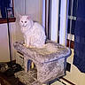 animal, calm, cat, cat_tree, cozy, curtain, domestic, framed_photo, fur, furniture, home, indoor, pet, photograph, plush, room, sitting, white_cat, window, wood_panel_wall