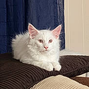 Maximus is registered to the contest to win money with this photo: cat, white_cat, fluffy, pet, indoor, cushion, brown_cushion, resting, relaxed, feline, ears, whiskers, pink_nose, fur, domestic_animal, curtain, navy_curtain, wall, beige_wall, cozy