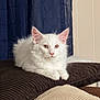 cat, white_cat, fluffy, pet, indoor, cushion, brown_cushion, resting, relaxed, feline, ears, whiskers, pink_nose, fur, domestic_animal, curtain, navy_curtain, wall, beige_wall, cozy